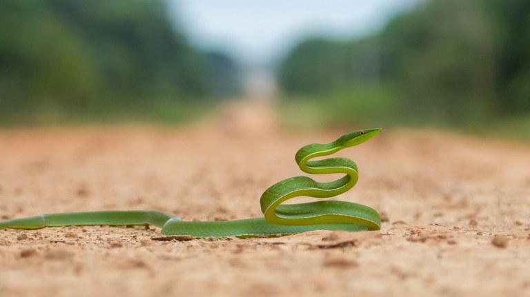 Registro pelo Programa de Fauna Silvestre, da  Cobra bicuda (Oxybelis fulgidus) na BR-319..jpg