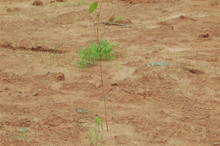 Muda e gramineas plantadas em uma area de PRAD..JPG