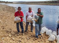 40 mil peixes foram distribuídos no Açude Caraíbas, em Umburanas (BA)