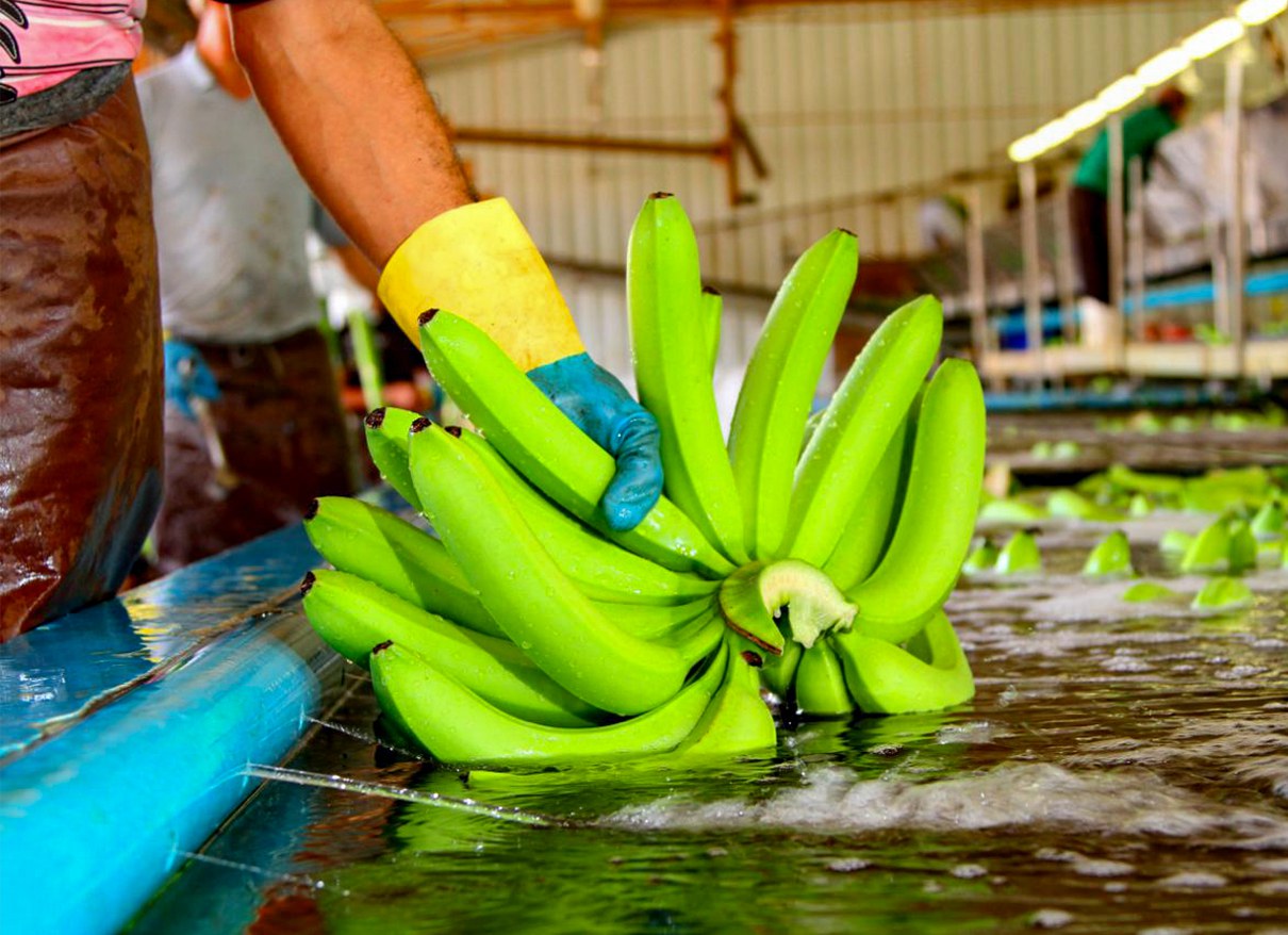 Produção de banana