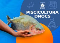 Divisão de Pesca e Aquicultura do DNOCS distribuiu mais de 14 milhões de alevinos em 2022