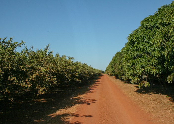 Tabuleiros Litorâneos (PI) plantios de goiaba e manga.jpg