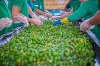 Do campo à mesa: os benefícios das frutas orgânicas produzidas no Vale do Jaguaribe