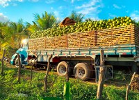 Perímetro Irrigado de São Gonçalo, na Paraíba, produz mais de 1 milhão de cocos por mês