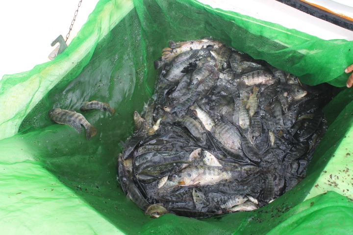 peixe5.jpg