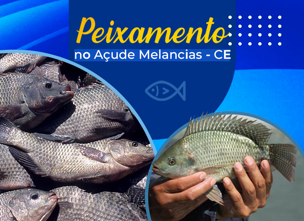 DNOCS realiza primeiro peixamento no Açude Melancias, no Ceará, com distribuição de 75 mil alevinos