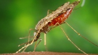 O HUJM-UFMT é referência para o atendimento da malária na região