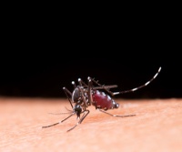 Dengue: Como identificar, tratar e prevenir