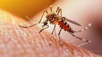 HU-Univasf realizará 1º Simpósio sobre Dengue na próxima quarta-feira (3)