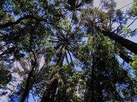 Publicado edital de concessão da Floresta Nacional de Canela, no Rio Grande do Sul