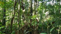 Publicado edital de concessão da Floresta Nacional de São Francisco de Paula, no Rio Grande do Sul
