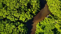 Serviço Florestal Brasileiro lança Consulta Pública sobre propostas de editais de concessão de três florestas no estado do Amazonas
