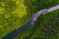 Serviço Florestal Brasileiro lança edital de concessão da Floresta Nacional de Humaitá