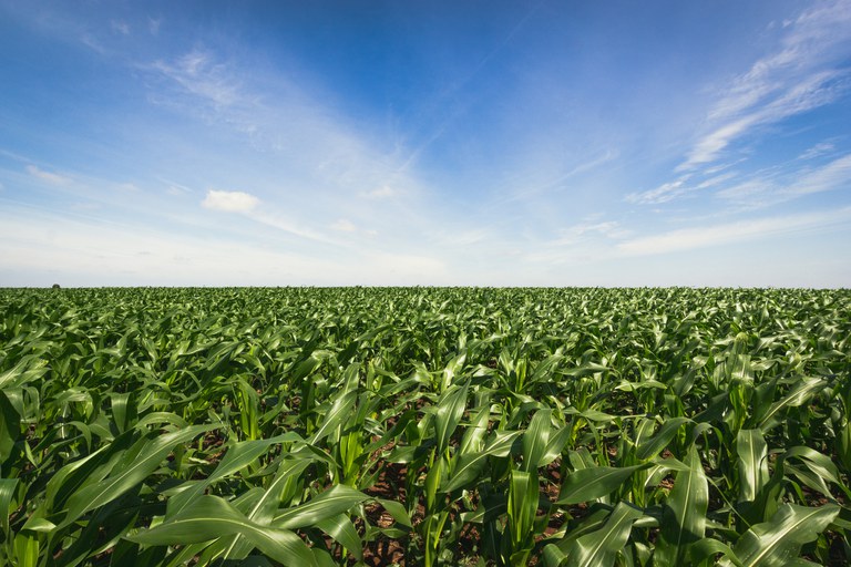 Brazil leads the world in agricultural productivity shows a study ...