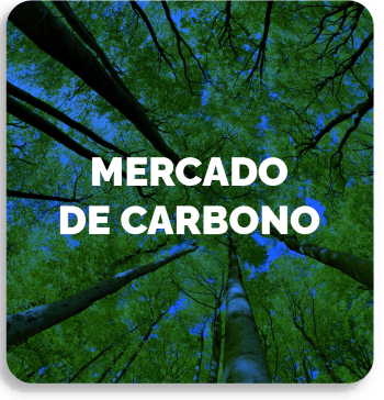 Mercado de Carbono