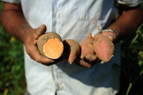 copy_of_2agricultor.jpg