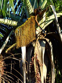 Foto: Serviço Florestal Brasileiro.