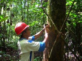 Foto: Serviço Florestal Brasileiro.