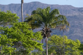 Foto: Serviço Florestal Brasileiro.