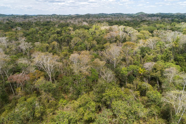 Capa_SFB divulga plano para concessao de florestas em 2021.jpg