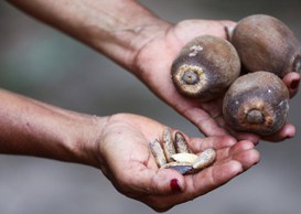 Foto: Serviço Florestal Brasileiro.