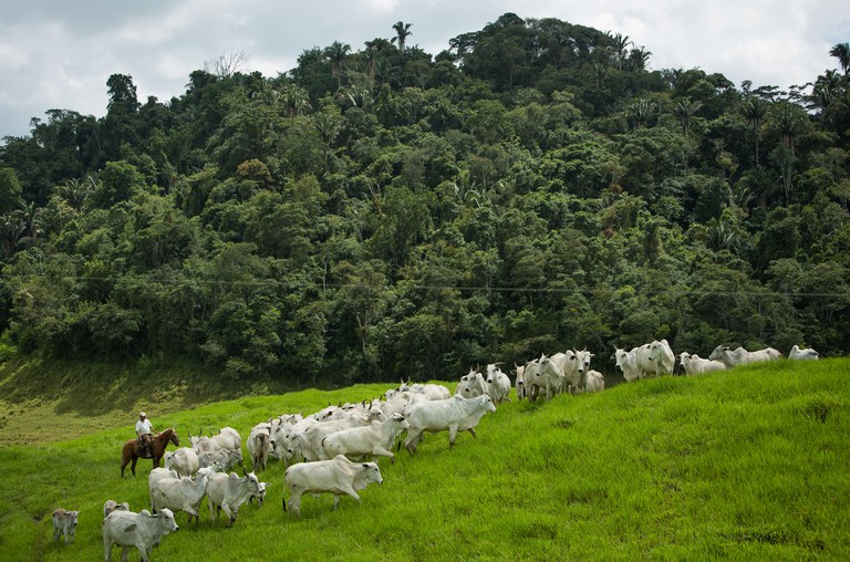 Capa_Oficina do FIP Paisagens Rurais discute parcerias em Mato Grosso.jpg