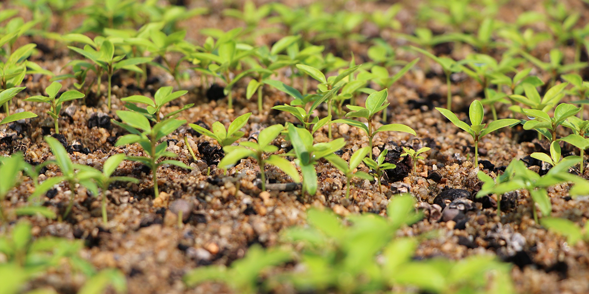 Além de abrir espaço para contribuições ao documento, o SFB vai esclarecer dúvidas da população local; Flona tem 98 mil hectares e aproximadamente 15 mil deles serão restaurados