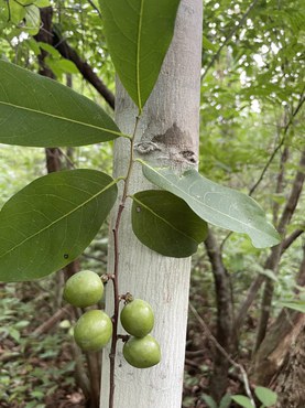 Oxandra cerradensis