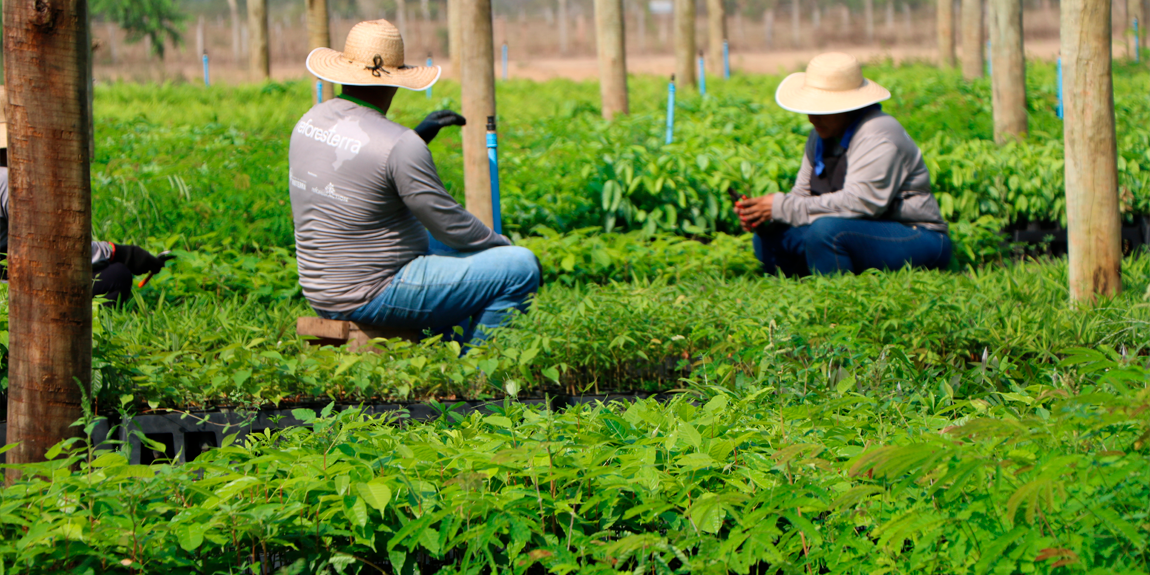 Serviço Florestal oferece 16 cursos gratuitos até o fim de 2024