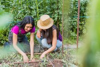 Dia Mundial do Meio Ambiente: Pnae é uma das formas de aliar cultivo de alimentos e preservação ambiental