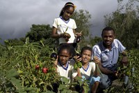 FNDE reinstala Comitê Gestor e Grupo Consultivo para fortalecer parceria entre alimentação escolar e agricultura familiar