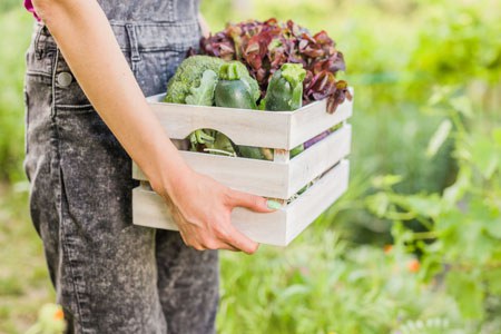 food-basket-with-organic-fresh-vegetable-unrecogn-2022-07-14-20-52-53-utc.jpg