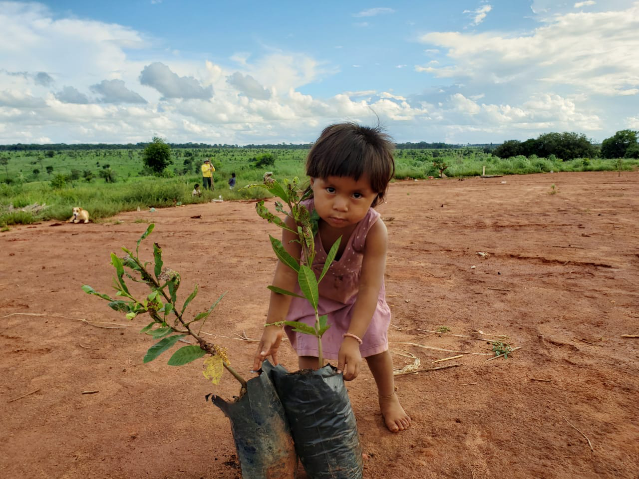 Plantacao de mudas em Maraiwatsede 3 - Glinia