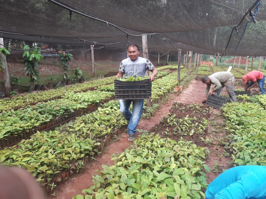 Secretaria de Agricultura realiza entrega de mudas clonais de café conillon  da para implantação de