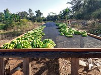 Com apoio da Funai, etnia Paiter Suruí consolida produção de banana em Rondônia