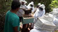 Funai apoia produção de mel em aldeia do Mato Grosso do Sul