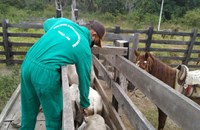 Funai atua na vacinação de rebanho bovino em Terras Indígenas do Maranhão