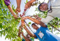 Funai lança passo a passo com orientações para atividades sustentáveis promovidas por indígenas