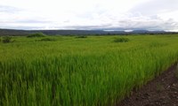 No Mato Grosso, Funai apoia produção de arroz do povo Bakairi