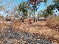 No Mato Grosso, Funai incentiva o protagonismo de mulheres indígenas na coleta do baru