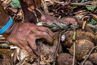 Agricultura: a importância da cultura da mandioca para os indígenas Apurinã