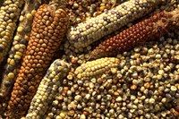 Agricultura: a importância do cultivo do milho para as comunidades indígenas