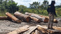 Com apoio da Funai, ação conjunta combate extração ilegal de madeira em Terra Indígena no Pará