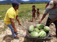 Em Roraima, comunidade indígena amplia a produção de melancia