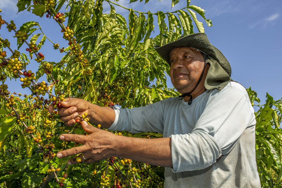Produção de café no Brasil e principais riscos no transporte