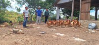 Funai acompanha resultados do projeto de avicultura que beneficia comunidades indígenas em Roraima