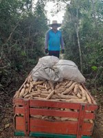 Funai apoia produção de alimentos em terras indígenas no Maranhão