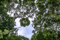 Funai e MPI vão criar grupo para aprimorar ações de gestão e adaptação às mudanças climáticas nas terras indígenas