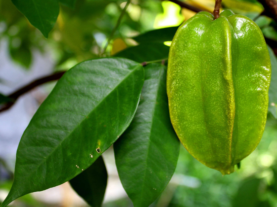 galho de um pé de carambola mostrando uma fruta verde