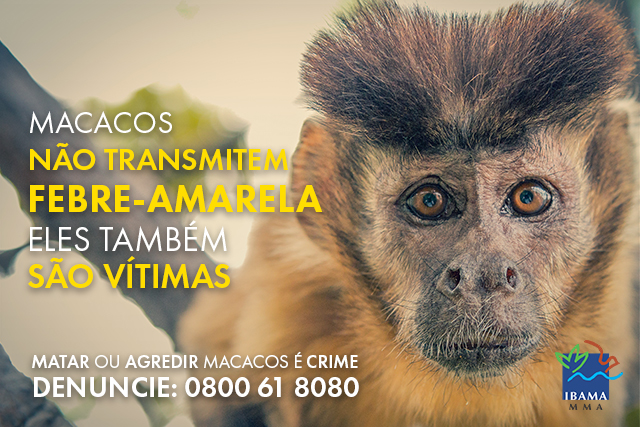 Bebê macaco causa tumulto em julgamento no Paquistão